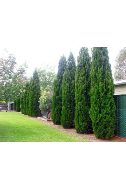 Ялівець китайський Спартан